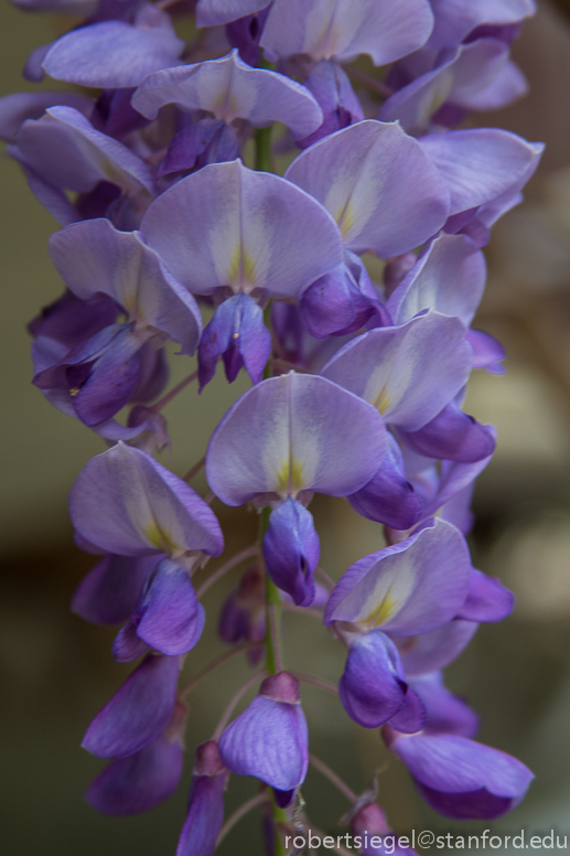 wisteria